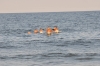 ry%3D1063_113