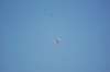 OB II 2014 070